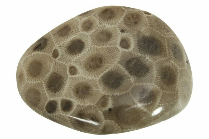 Polished Petoskey Stone (Fossil Coral) - Michigan #230444